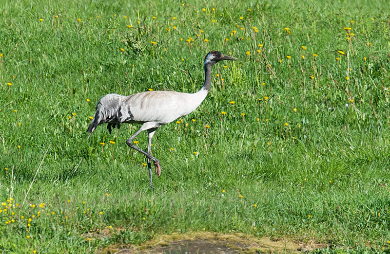 Trane - Common Crane (Grus grus).jpg